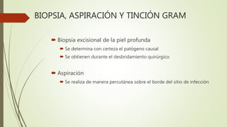 BIOPSIA, ASPIRACIÓN Y TINCIÓN GRAM
 Biopsia excisional de la piel profunda
 Se determina con certeza el patógeno causal
 Se obtienen durante el desbridamiento quirúrgico
 Aspiración
 Se realiza de manera percutánea sobre el borde del sitio de infección
 