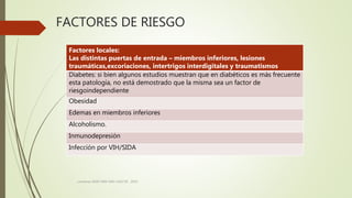 FACTORES DE RIESGO
consenso SADI-SAM-SAD-CACCVE . 2010
Factores locales:
Las distintas puertas de entrada – miembros inferiores, lesiones
traumáticas,excoriaciones, intertrigos interdigitales y traumatismos
Diabetes: si bien algunos estudios muestran que en diabéticos es más frecuente
esta patología, no está demostrado que la misma sea un factor de
riesgoindependiente
Obesidad
Edemas en miembros inferiores
Alcoholismo.
Inmunodepresión
Infección por VIH/SIDA
 
