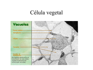 Célula vegetal
 