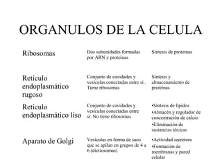 ORGANULOS DE LA CELULA
Ribosomas Dos subunidades formadas
por ARN y proteínas
Síntesis de proteinas
Retículo
endoplasmático
rugoso
Conjunto de cavidades y
vesículas conectadas entre si .
Tiene ribosomas
Síntesis y
almacenamiento de
proteínas
Retículo
endoplasmático liso
Conjunto de cavidades y
vesículas conectadas entre
si .No tiene ribosomas
•Síntesis de lípidos
•Almacén y regulador de
concentración de calcio
•Eliminación de
sustancias tóxicas
Aparato de Golgi Vesículas en forma de saco
que se apilan en grupos de 4 a
6 (dictiosomas)
•Actividad secretora
•Formación de
membranas y pared
celular
 
