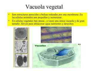 Vacuola vegetal
• Son estructuras parecidas a bolsas rodeadas por una membrana .En
las células animales son pequeñas y numerosas .
• En células vegetales hay pocas , a veces una única vacuola y de gran
tamaño .Sirven para almacenar agua nutrientes y desechos
 