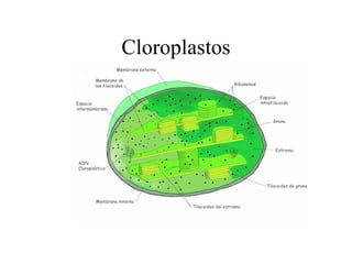 Cloroplastos
 