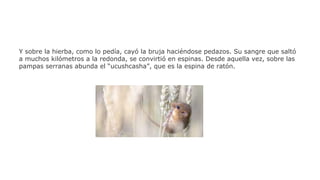 Y sobre la hierba, como lo pedía, cayó la bruja haciéndose pedazos. Su sangre que saltó
a muchos kilómetros a la redonda, se convirtió en espinas. Desde aquella vez, sobre las
pampas serranas abunda el “ucushcasha”, que es la espina de ratón.

 