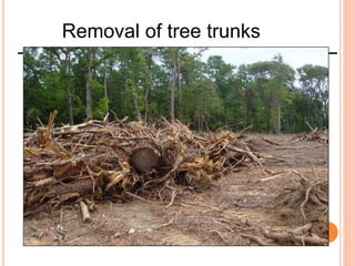 Removal of tree trunks
 