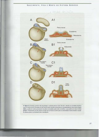 Endoderma Ne Rrenje Cem bilhoes de neuronios 2a edicao (2).pdf