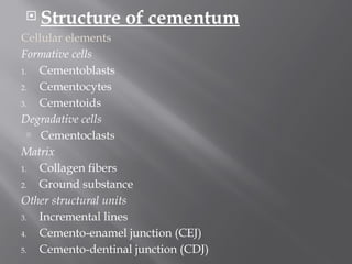 Comprehensive Overview of Cementum: Structure, Types, and Clinical ...