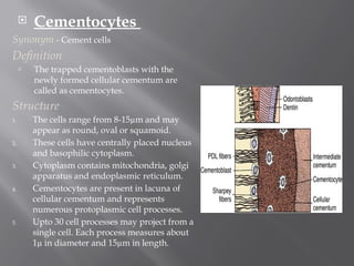 Comprehensive Overview of Cementum: Structure, Types, and Clinical ...