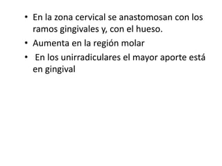 • En la zona cervical se anastomosan con los
ramos gingivales y, con el hueso.
• Aumenta en la región molar
• En los unirradiculares el mayor aporte está
en gingival
 