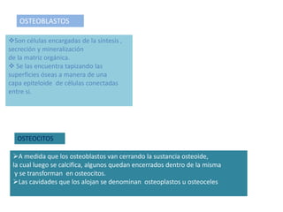 OSTEOBLASTOS
Son células encargadas de la síntesis ,
secreción y mineralización
de la matriz orgánica.
 Se las encuentra tapizando las
superficies óseas a manera de una
capa epiteloide de células conectadas
entre si.
OSTEOCITOS
A medida que los osteoblastos van cerrando la sustancia osteoide,
la cual luego se calcifica, algunos quedan encerrados dentro de la misma
y se transforman en osteocitos.
Las cavidades que los alojan se denominan osteoplastos u osteoceles
 