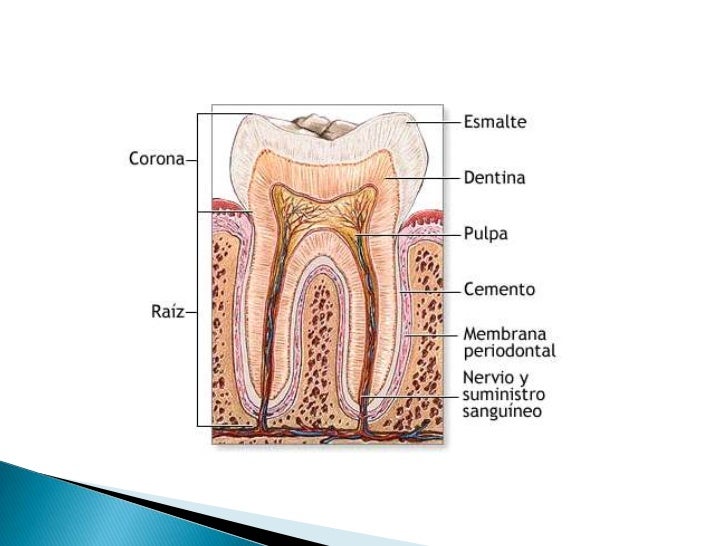 Cemento dental