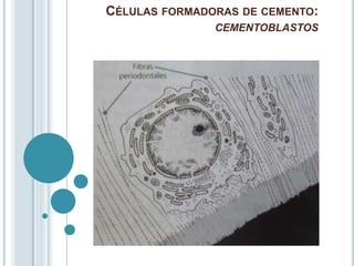 CÉLULAS FORMADORAS DE CEMENTO:
               CEMENTOBLASTOS
 