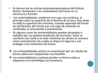 • Se derivan de las células ectomesenquimatosas del folículo
  dental. Semejantes a los osteoblastos del hueso en su
  estructura y función.
• Los cementoblastos producen una capa casi continua, al
  principio sobre la superficie de la dentina de la raíz y mas tarde
  en toda la superficie del cemento, estando separada del frente
  de calcificación del mismo por una capa de cemento no
  calcificado, el cementoide o precemento.
• En algunos casos los cementoblastos quedan atrapados o
  radiados por sus propios productos de secreción, estos se
  calcifican mas tarde y en este momento las células se conocen
  como cementocitos los cuales se alojan en lagunas y son
  análogos a los osteocitos del hueso.

 Los cementoblastos activos se caracterizan por ser células de
  forma cubica con citoplasmas muy basófilo.
 Los cementoblastos inactivos pierden su forma cubica y
  adquieren una morfología casi escamosa.
 