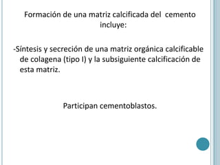 Formación de una matriz calcificada del cemento
                      incluye:

-Síntesis y secreción de una matriz orgánica calcificable
  de colagena (tipo I) y la subsiguiente calcificación de
  esta matriz.



              Participan cementoblastos.
 