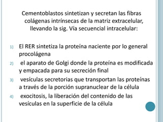 Cementoblastos sintetizan y secretan las fibras
       colágenas intrínsecas de la matriz extracelular,
         llevando la sig. Vía secuencial intracelular:

1)   El RER sintetiza la proteína naciente por lo general
     procolágena
2)    el aparato de Golgi donde la proteína es modificada
     y empacada para su secreción final
3)    vesículas secretorias que transportan las proteínas
     a través de la porción supranuclear de la célula
4)    exocitosis, la liberación del contenido de las
     vesículas en la superficie de la célula
 
