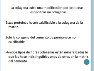 La colágena sufre una modificación por proteínas
                especificas no colágenas

Estas proteínas hacen calcificable a la colagena de la
  matriz.

Solo la colagena del cementoide permanece no
  calcificable

-Ambos tipos de fibras colágenas están mineralizadas lo
  que las hace indistinguibles unas de otras en la matriz
  del cemento
 