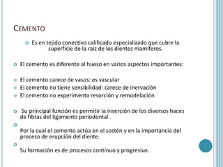 CEMENTO
         Es en tejido conectivo calificado especializado que cubre la
                 superficie de la raíz de los dientes mamíferos.

   El cemento es diferente al hueso en varios aspectos importantes:

   El cemento carece de vasos: es vascular
   El cemento no tiene sensibilidad: carece de inervación
   El cemento no experimenta resorción y remodelación

   Su principal función es permitir la inserción de los diversos haces
    de fibras del ligamento periodontal .

    Por la cual el cemento actúa en el sostén y en la importancia del
    proceso de erupción del diente.

    Su formación es de procesos continuo y progresivo.
 