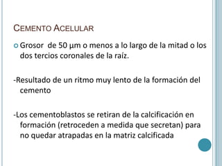 CEMENTO ACELULAR
 Grosor de 50 µm o menos a lo largo de la mitad o los
 dos tercios coronales de la raíz.

-Resultado de un ritmo muy lento de la formación del
  cemento

-Los cementoblastos se retiran de la calcificación en
  formación (retroceden a medida que secretan) para
  no quedar atrapadas en la matriz calcificada
 