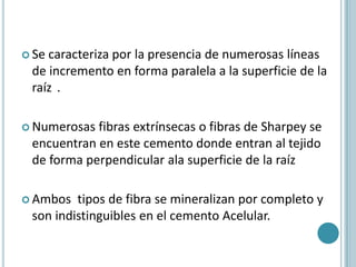  Secaracteriza por la presencia de numerosas líneas
 de incremento en forma paralela a la superficie de la
 raíz .

 Numerosas fibras extrínsecas o fibras de Sharpey se
 encuentran en este cemento donde entran al tejido
 de forma perpendicular ala superficie de la raíz

 Ambos  tipos de fibra se mineralizan por completo y
 son indistinguibles en el cemento Acelular.
 