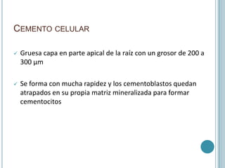 CEMENTO CELULAR

   Gruesa capa en parte apical de la raíz con un grosor de 200 a
    300 µm

   Se forma con mucha rapidez y los cementoblastos quedan
    atrapados en su propia matriz mineralizada para formar
    cementocitos
 