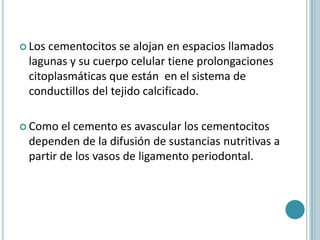  Loscementocitos se alojan en espacios llamados
 lagunas y su cuerpo celular tiene prolongaciones
 citoplasmáticas que están en el sistema de
 conductillos del tejido calcificado.

 Como  el cemento es avascular los cementocitos
 dependen de la difusión de sustancias nutritivas a
 partir de los vasos de ligamento periodontal.
 