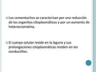  Los cementocitos se caracterizan por una reducción
  de los organitos citoplasmáticos y por un aumento de
  heterocromatina.



 Elcuerpo celular reside en la laguna y sus
  prolongaciones citoplasmáticas residen en los
  conductillos.
 