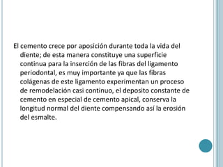 El cemento crece por aposición durante toda la vida del
   diente; de esta manera constituye una superficie
   continua para la inserción de las fibras del ligamento
   periodontal, es muy importante ya que las fibras
   colágenas de este ligamento experimentan un proceso
   de remodelación casi continuo, el deposito constante de
   cemento en especial de cemento apical, conserva la
   longitud normal del diente compensando así la erosión
   del esmalte.
 
