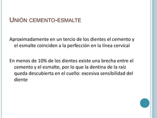 UNIÓN CEMENTO-ESMALTE

Aproximadamente en un tercio de los dientes el cemento y
  el esmalte coinciden a la perfección en la línea cervical

En menos de 10% de los dientes existe una brecha entre el
  cemento y el esmalte, por lo que la dentina de la raíz
  queda descubierta en el cuello: excesiva sensibilidad del
  diente
 
