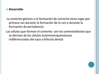    Desarrollo

 La cemento génesis o la formación de cemento tiene lugar por
   primera vez durante la formación de la raíz o durante la
   formación de periodoncio.
Las células que forman el cemento son los cementoblastos que
   se derivan de las células ectomesenquimatosas
   indiferenciadas del saco o folículo dental
 