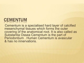 CEMENTUM 
Cementum is a specialised hard layer of calcified 
mesenchymal tissues which forms the outer 
covering of the anatomical root. It is also called as 
Substantia Ossea Cementum is the part of 
Periodontium . Human Cementum is avascular 
& has no innervations. 
 