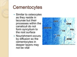 Cementum | PPTX