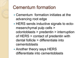 Cementum | PPTX