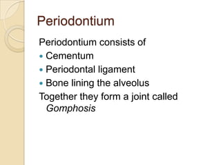 Periodontium
Periodontium consists of
 Cementum
 Periodontal ligament
 Bone lining the alveolus
Together they form a joint called
  Gomphosis
 