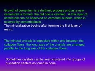 Growth of cementum is a rhythmic process and as a new
cementoid is formed, the old one is calcified . A thin layer of
cementoid can be observed on cemental surface which is
covered by cementoblasts .
The mineralization begins after forming the first layer of
matrix.


The mineral crystals is deposited within and between the
collagen fibers, the long axes of the crystals are arranged
parallel to the long axis of the collagen fibers .


 Sometimes crystals can be seen clustered into groups of
 nucleation centers as found in bone.
 