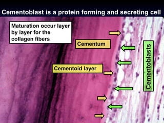 Cementum | PPTX