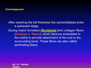 Cementogenesis




  After reaching the full thickness the cementoblasts enter
       a quiescent stage.
  During matrix formation fibroblasts form collagen fibers
       (sharpey`s fibers), which become embedded in
       the matrix to provide attachment of the root to the
       surrounding bone. Those fibers are also called
       perforating fibers.
  .



     By/ Dr. Hesham
     Dameer
 