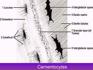Cementocytes
 