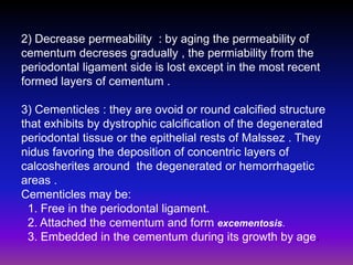 2) Decrease permeability : by aging the permeability of
cementum decreses gradually , the permiability from the
periodontal ligament side is lost except in the most recent
formed layers of cementum .

3) Cementicles : they are ovoid or round calcified structure
that exhibits by dystrophic calcification of the degenerated
periodontal tissue or the epithelial rests of Malssez . They
nidus favoring the deposition of concentric layers of
calcosherites around the degenerated or hemorrhagetic
areas .
Cementicles may be:
 1. Free in the periodontal ligament.
 2. Attached the cementum and form excementosis.
 3. Embedded in the cementum during its growth by age.
 