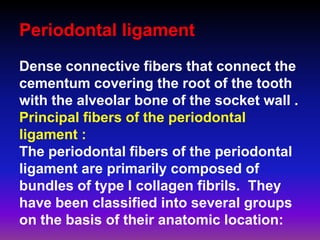 Periodontal ligament
Dense connective fibers that connect the
cementum covering the root of the tooth
with the alveolar bone of the socket wall .
Principal fibers of the periodontal
ligament :
The periodontal fibers of the periodontal
ligament are primarily composed of
bundles of type I collagen fibrils. They
have been classified into several groups
on the basis of their anatomic location:
 