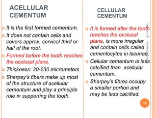 ACELLULAR
CEMENTUM
 It is the first formed cementum.
 It does not contain cells and
covers approx. cervical third or
half of the root.
 Formed before the tooth reaches
the occlusal plane.
 Thickness: 30-230 micrometers
 Sharpey’s fibers make up most
of the structure of acellular
cementum and play a principle
role in supporting the tooth.
 It is formed after the tooth
reaches the occlusal
plane, is more irregular
and contain cells called
cementocytes in lacunae.
 Cellular cementum is less
calcified than acellular
cementum.
 Sharpey’s fibres occupy
a smaller portion and
may be less calcified.
CELLULAR
CEMENTUM
February16
10
Oralhistologylab.
 