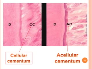February16
11
Oralhistologylab.
 