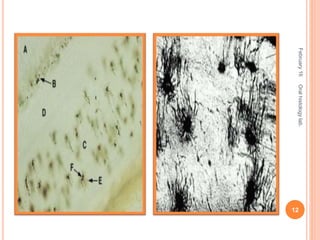 February16Oralhistologylab.
12
 