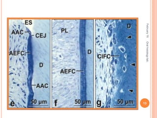 February16
13
Oralhistologylab.
 