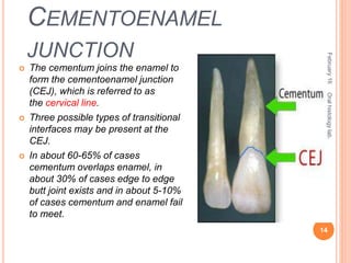 CEMENTOENAMEL
JUNCTION
 The cementum joins the enamel to
form the cementoenamel junction
(CEJ), which is referred to as
the cervical line.
 Three possible types of transitional
interfaces may be present at the
CEJ.
 In about 60-65% of cases
cementum overlaps enamel, in
about 30% of cases edge to edge
butt joint exists and in about 5-10%
of cases cementum and enamel fail
to meet.
February16
14
Oralhistologylab.
 