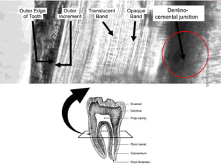 Dentino-
cemental junction
February16
16
Oralhistologylab.
 