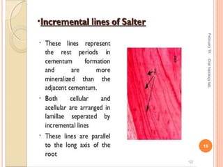 February16
19
Oralhistologylab.
 