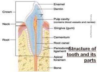 February16
4
Oralhistologylab.
 