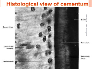 February16
5
Oralhistologylab.
 