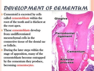 Cementum | PPTX