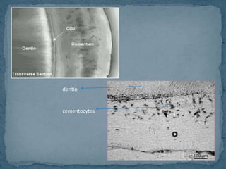 Cementum | PPTX