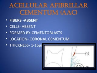 Acellular Afibrillar
Cementum (AAC)
• FIBERS -ABSENT
• CELLS- ABSENT
• FORMED BY-CEMENTOBLASTS
• LOCATION- CORONAL CEMENTUM
• THICKNESS- 1-15μm
 